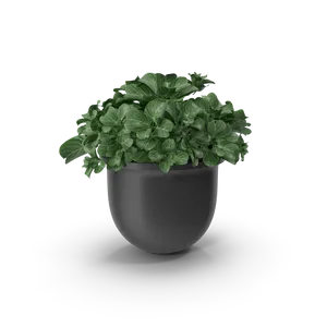Plant Pot